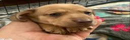 Dachshund dogs for sale: Shaded cream female smooth coat  - Ad 3