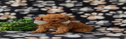Miniature Poodle dogs for sale: Reynold AKC Registered - Ad 2