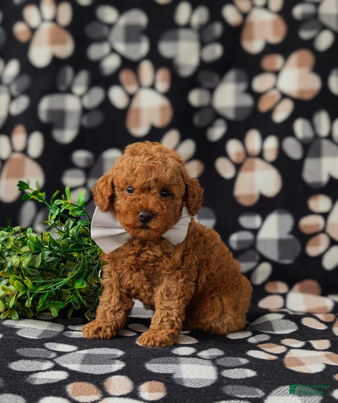 Miniature Poodle dogs for sale: Reynold AKC Registered - Ad 2