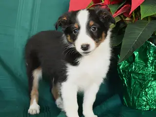 Shetland Sheepdog dogs Mike - Ad 1