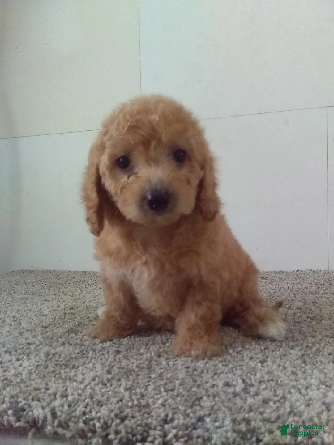 Maltipoo dogs for sale: Maltipoo Puppy 1 - Ad 1