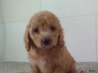 Maltipoo dogs Maltipoo Puppy 1 - Ad 41