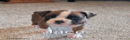 Boxer dogs for sale: Jace - Ad 1