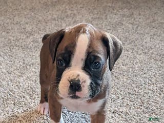 Boxer dogs Jace - Ad 13