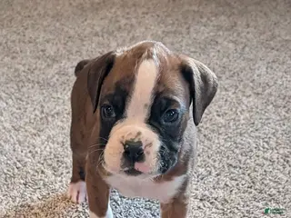 Boxer dogs Jace - Ad 15