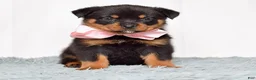Rottweiler dogs for sale: Nova - Ad 1