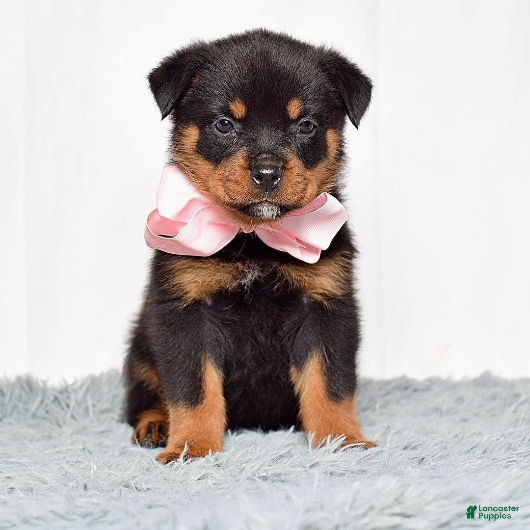 Rottweiler dogs for sale: Nova - Ad 1