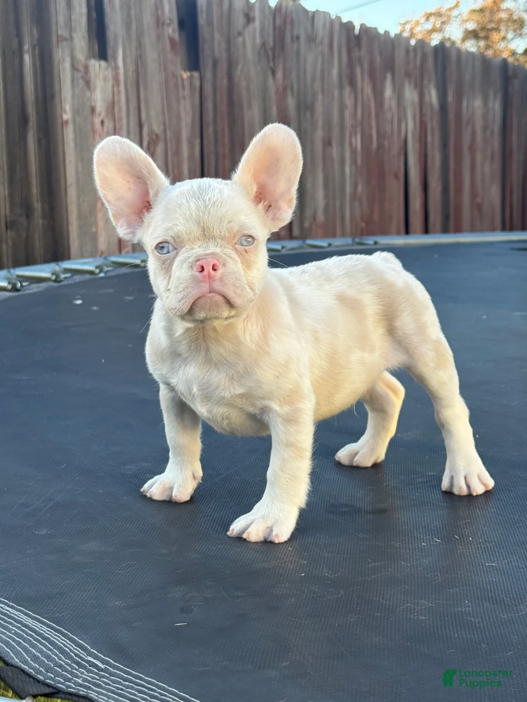 French Bulldog dogs for sale: Cheeto - Ad 2