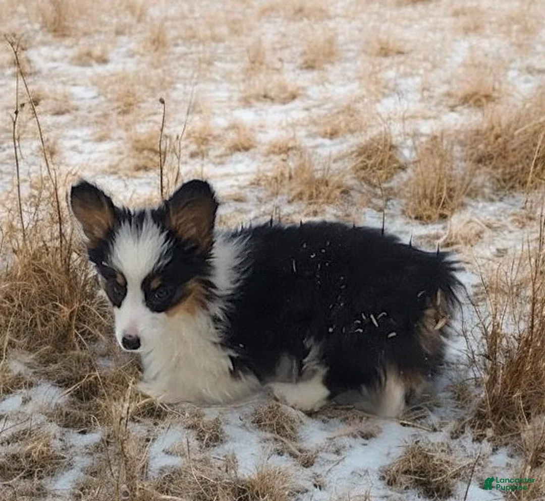 Welsh Corgi Pembroke dogs for sale: Bambi fluffy tri - Ad 17