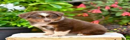 Miniature Australian Shepherd dogs for sale: Moose - Ad 1
