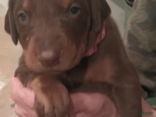 Doberman Pinscher dogs Lexi - Ad 38