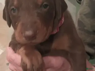 Doberman Pinscher dogs Lexi - Ad 41