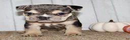 Mixed Breed dogs for sale: Hazel Female English Bulldog - Ad 2