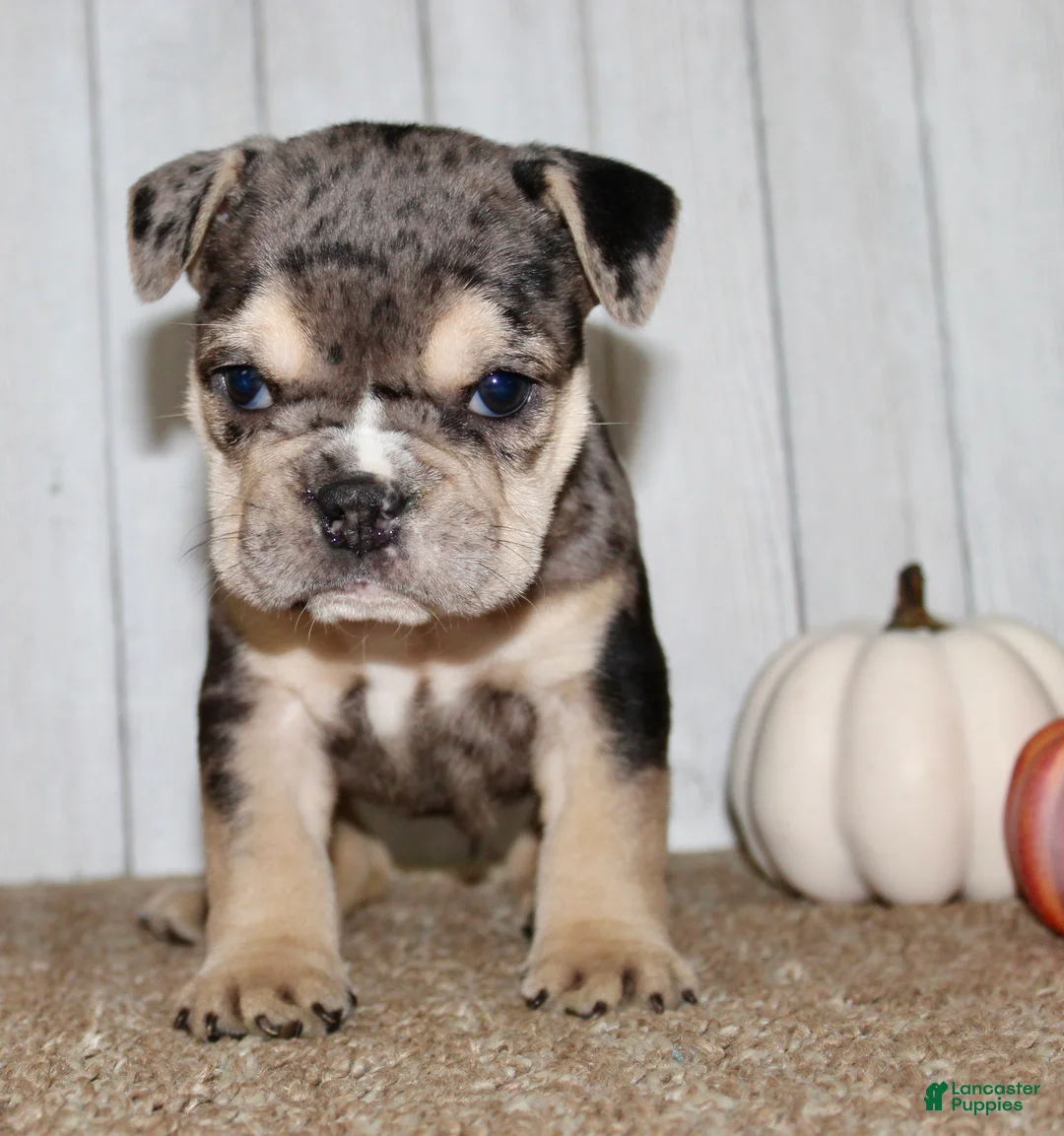 Mixed Breed dogs for sale: Hazel Female English Bulldog - Ad 2