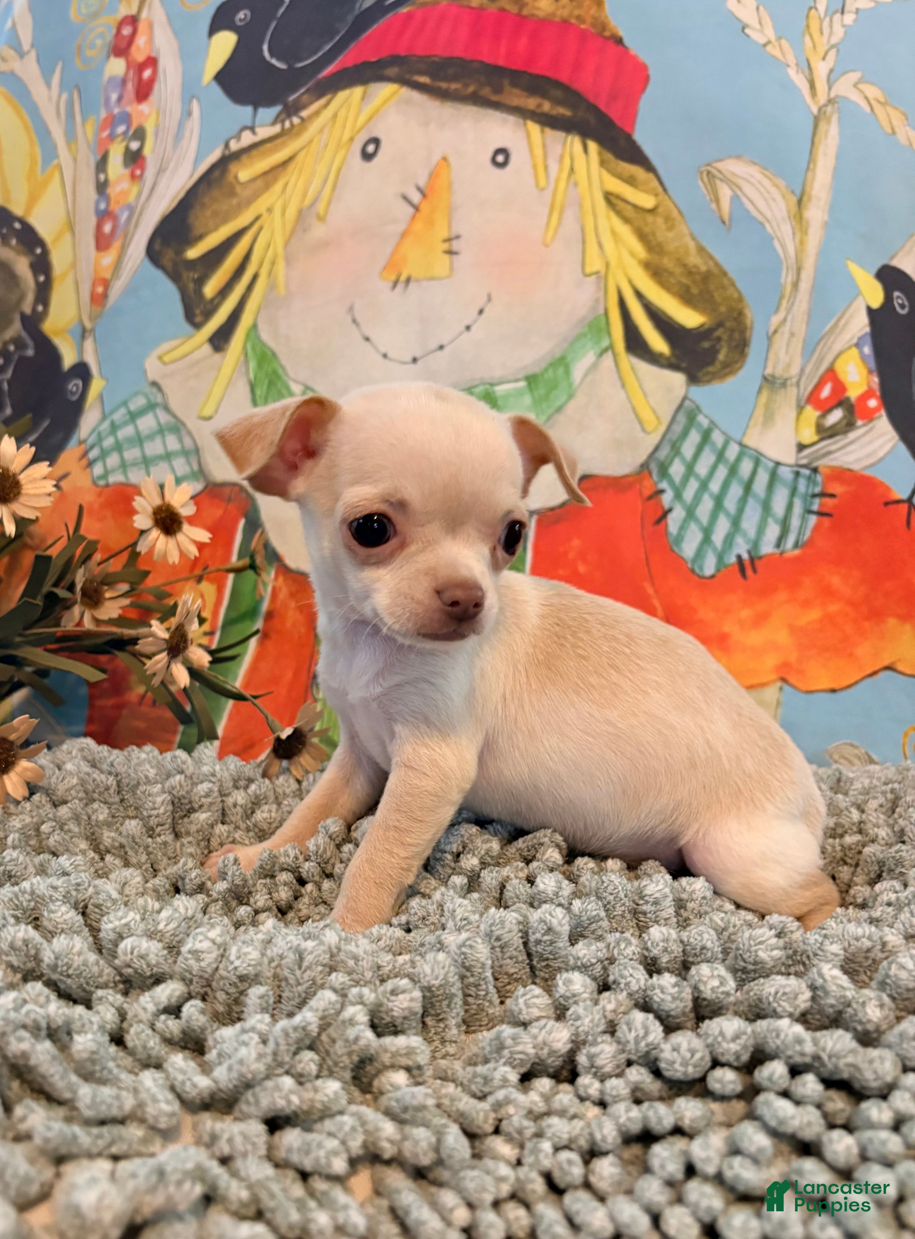Chihuahua dogs Pearl  - Ad 1