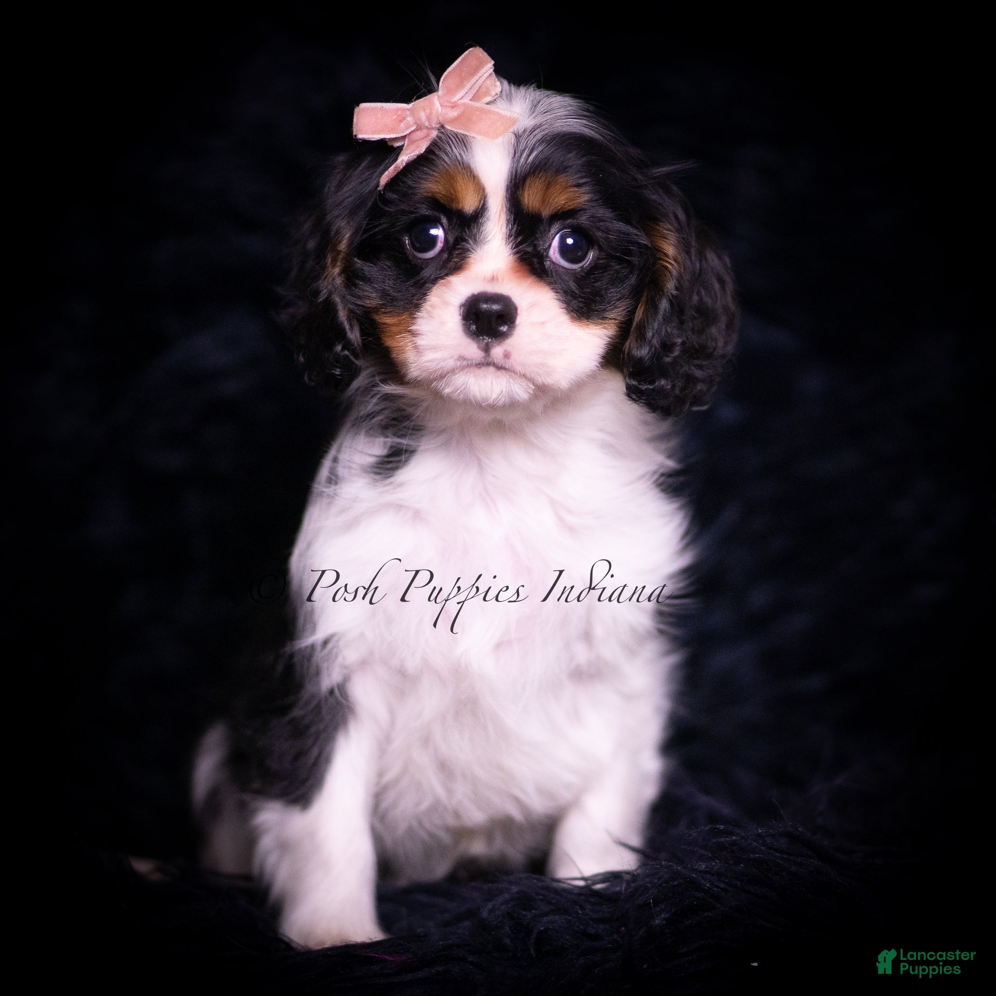 Cavalier King Charles Spaniel dogs Honey - Ad 1