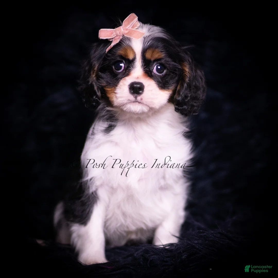 Cavalier King Charles Spaniel dogs for sale: Honey - Ad 1
