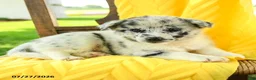 Pomsky dogs for sale: Ruby - Ad 5