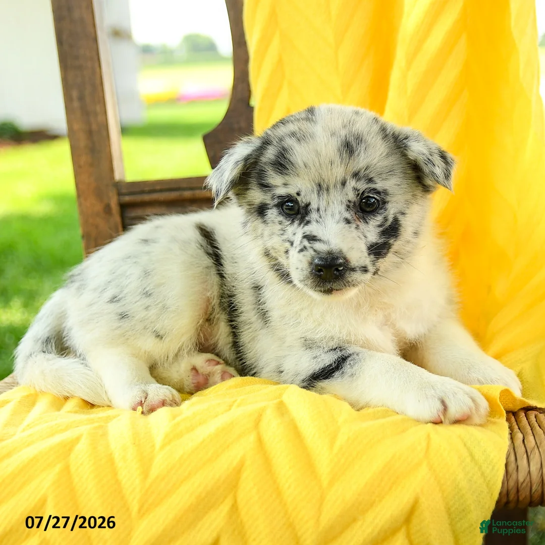 Pomsky dogs for sale: Ruby - Ad 5