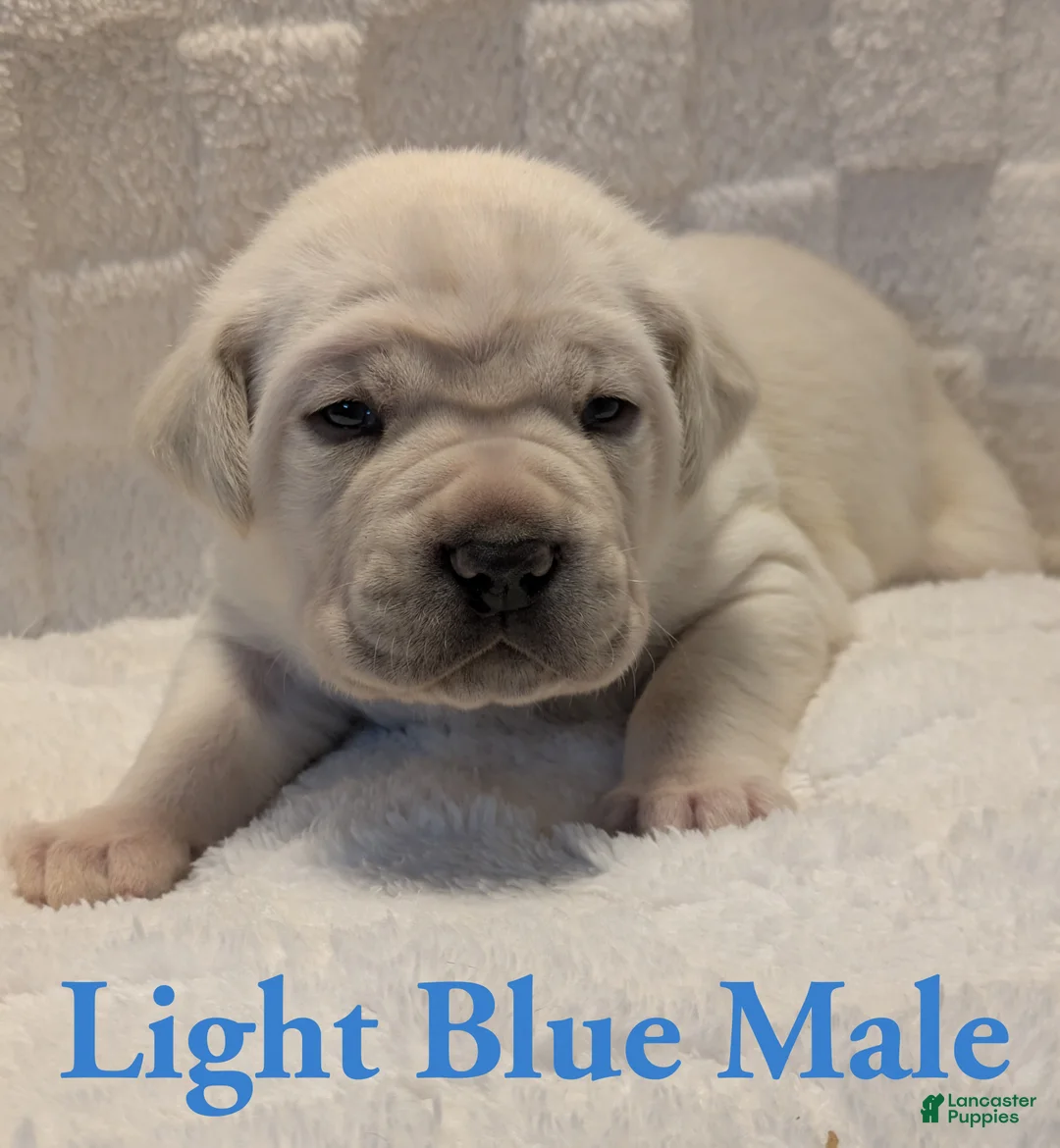 Cane Corso dogs for sale: Light Blue  - Ad 2