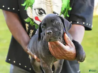 Cane Corso dogs Shuri - Ad 1