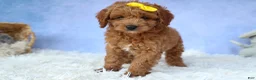 Cavapoo dogs for sale: TITUS - Ad 12