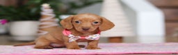 Miniature Dachshund dogs for sale: Beth - Ad 3