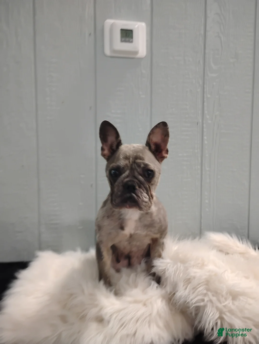 French Bulldog dogs for sale: Fletcher  - Ad 7