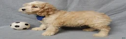 Cockapoo dogs for sale: Luka - Ad 2