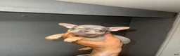French Bulldog dogs for sale: French Bulldog Puppy 2 - Ad 4