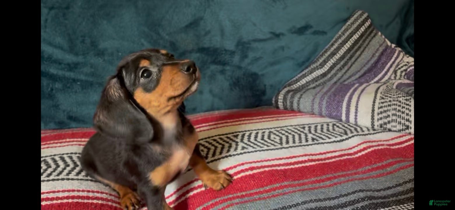 Dachshund dogs Calypso - Ad 21