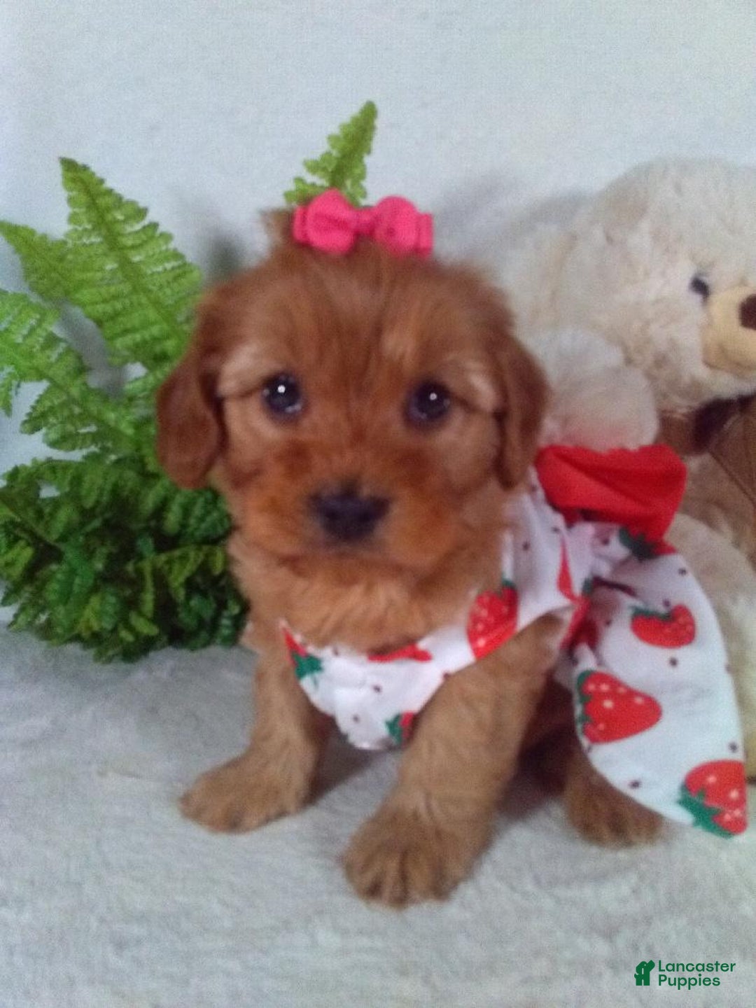 Cavapoo dogs for sale: Jewel - Ad 3