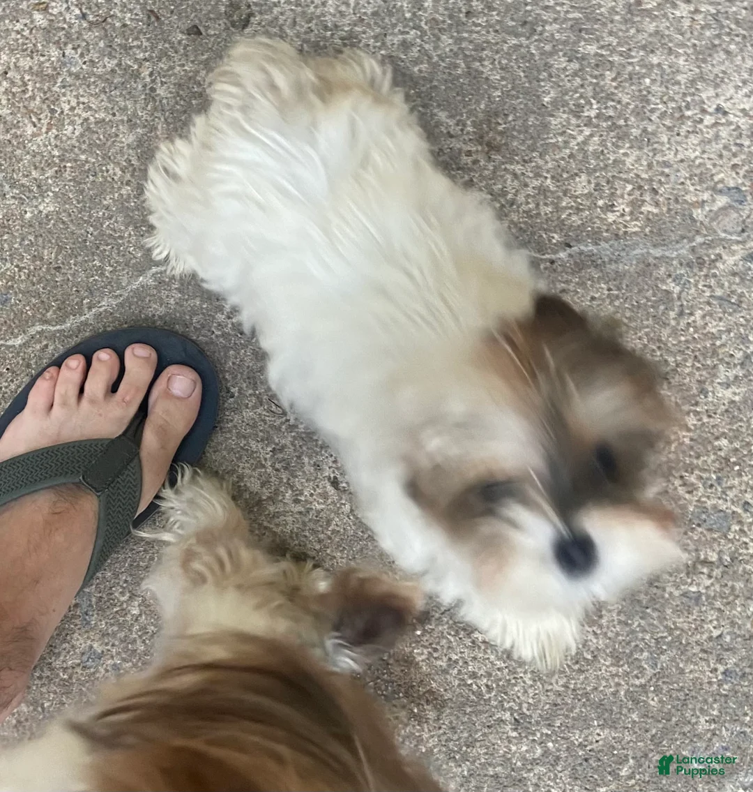 Yorkshire Terrier dogs for sale: Yorkshire Terrier Puppy 1 - Ad 2