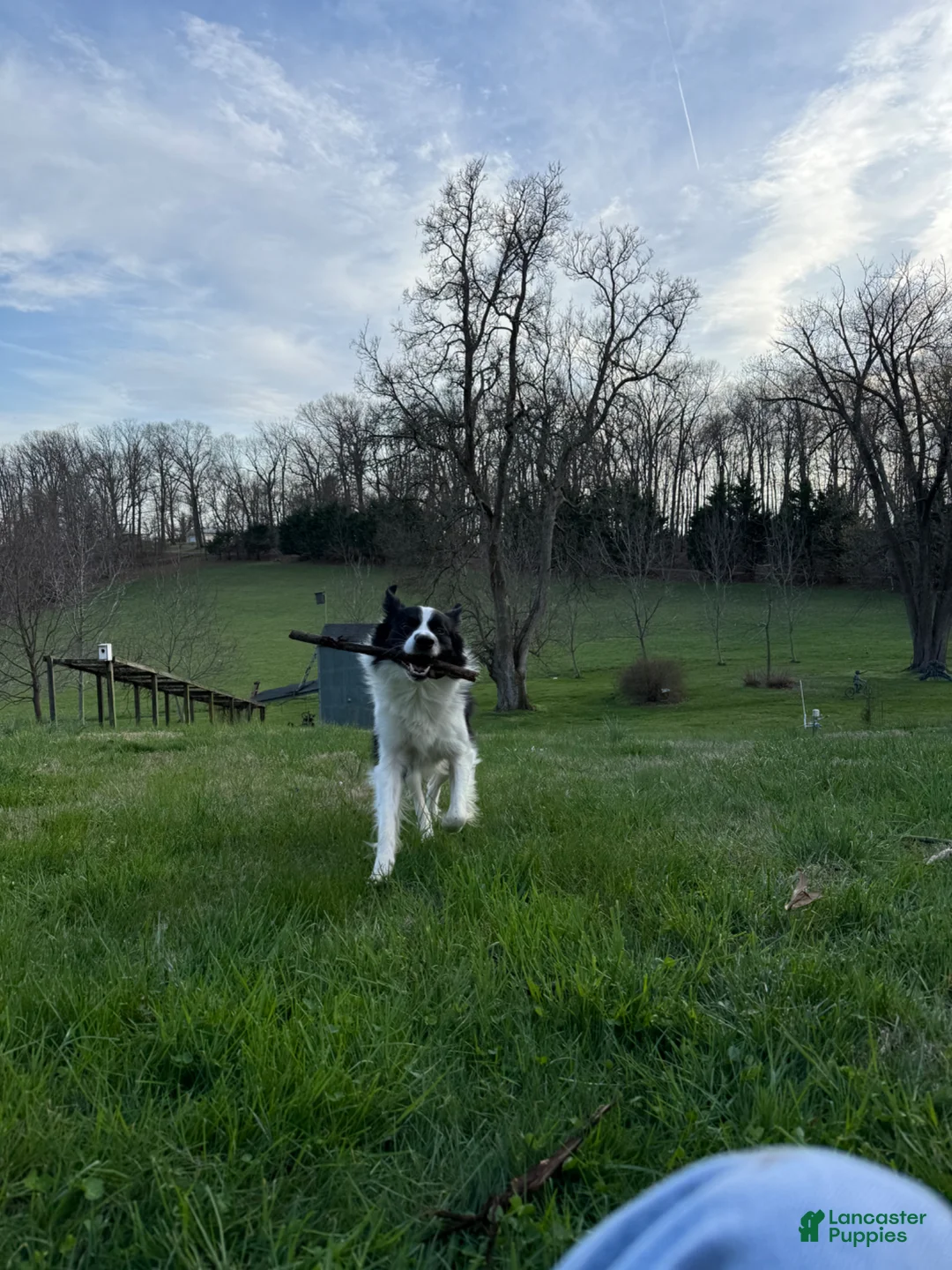 Border Collie dogs for stud: Bones - Ad 2