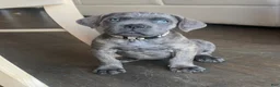 Cane Corso dogs for sale: Isla - Ad 1