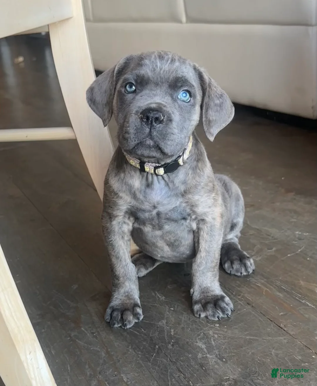 Cane Corso dogs for sale: Isla - Ad 1