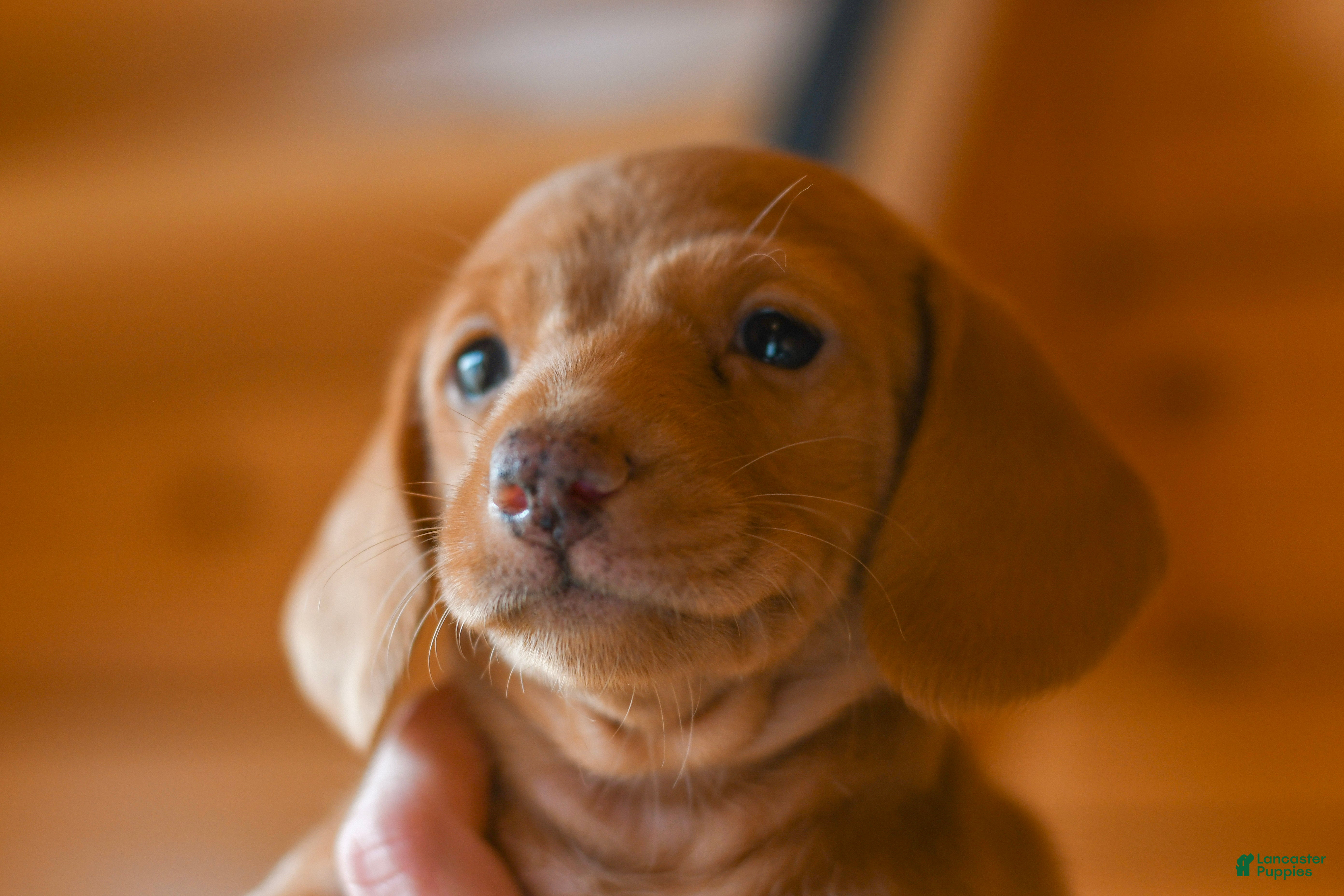 Dachshund dogs Cinnamon - Ad 42