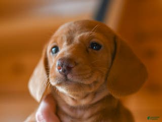 Dachshund dogs Cinnamon - Ad 25