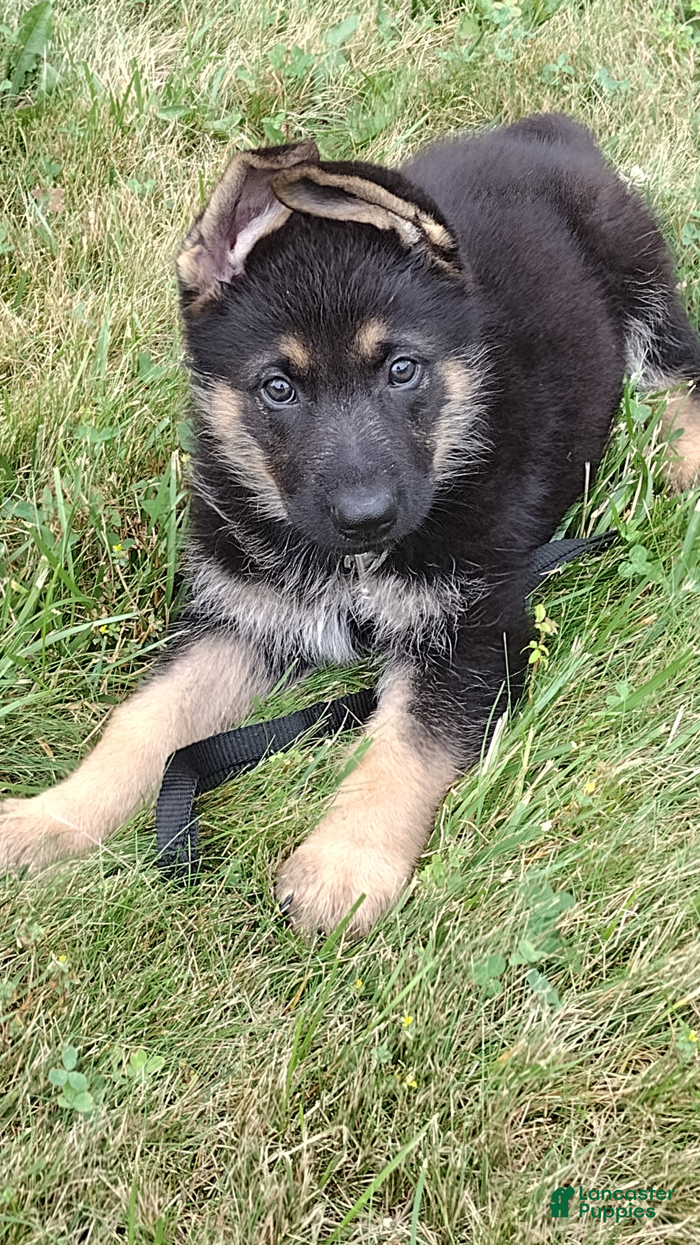 German Shepherd dogs Scooby Doo AKC - Ad 2