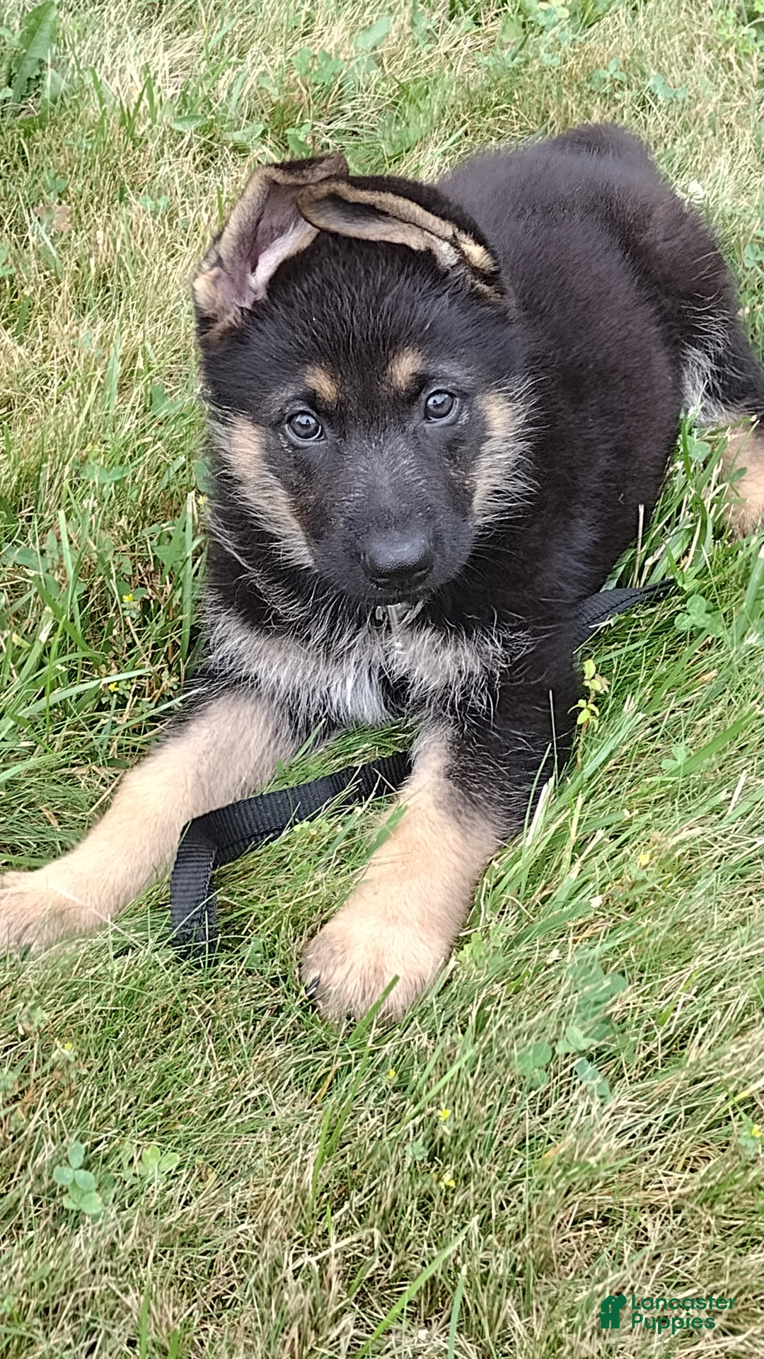 German Shepherd dogs for sale: Scooby Doo AKC - Ad 2