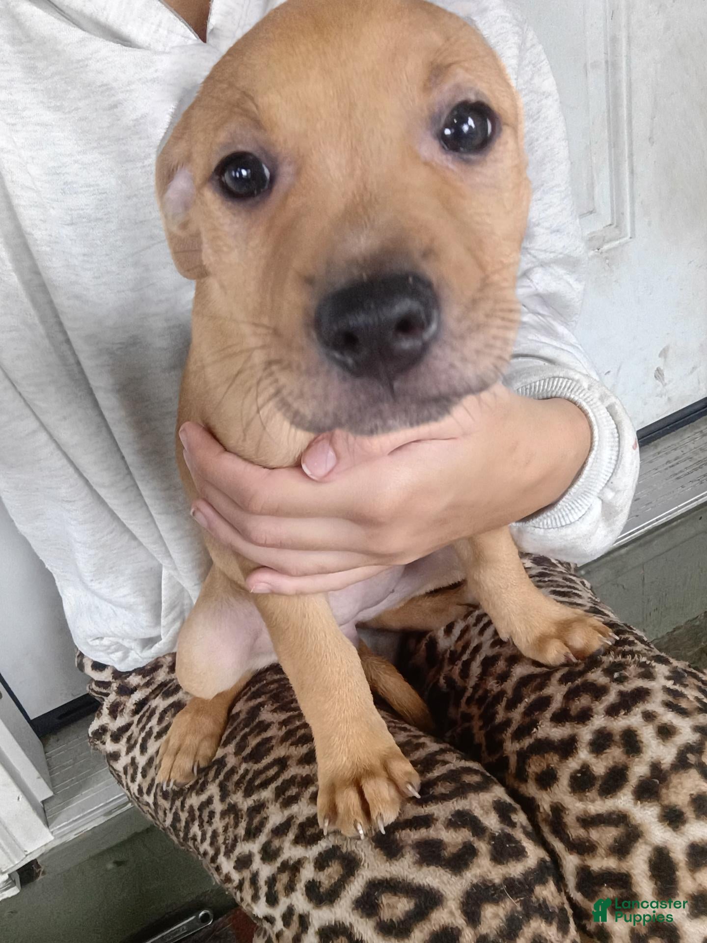 Mixed Breed dogs for sale: Blacknose Female - Ad 31