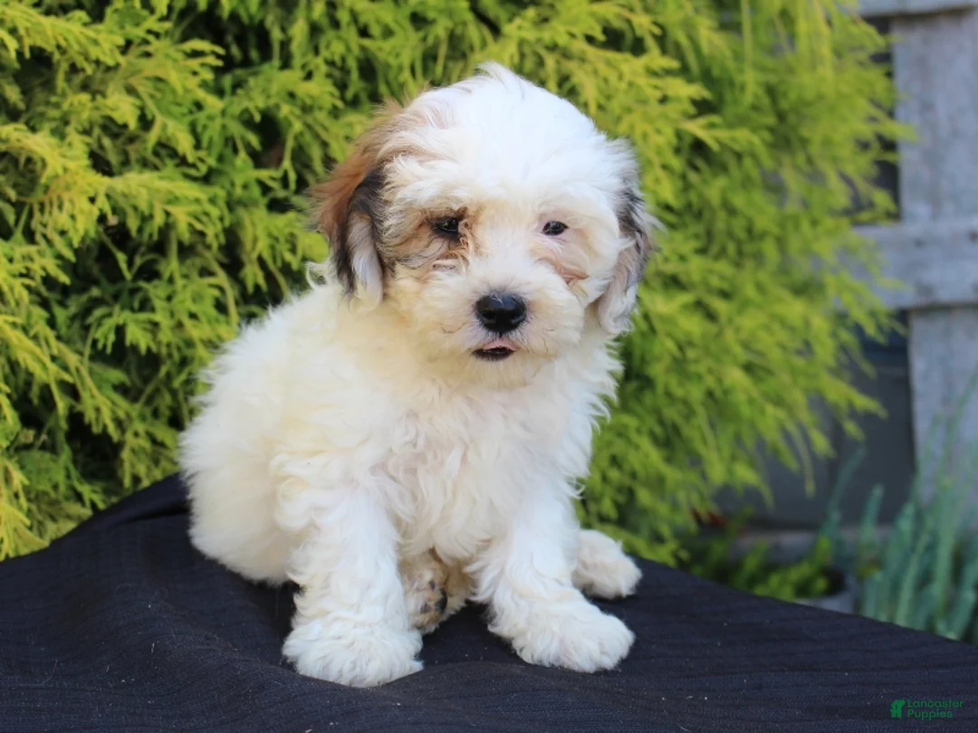Teddy Bear dogs for sale: Daisy - Ad 1