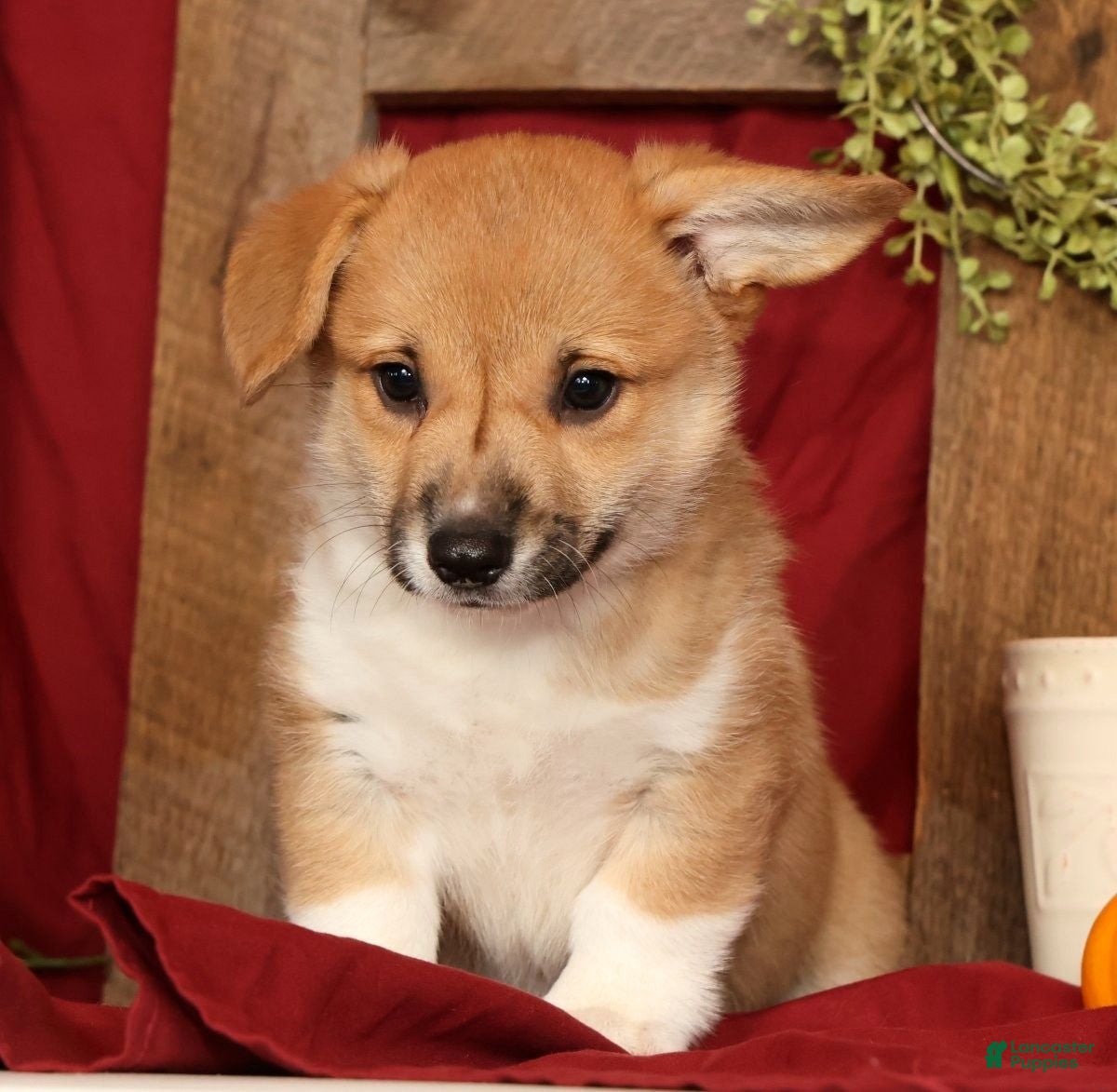 Welsh Corgi Pembroke dogs for sale: Tonya - Ad 1