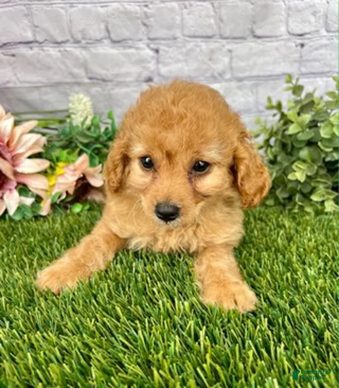 Cockapoo dogs for sale: Jackie Cockapoo  - Ad 2