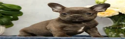 French Bulldog dogs for sale: Parker - Ad 3