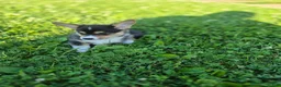 Welsh Corgi Pembroke dogs for sale: Nugget - Ad 4