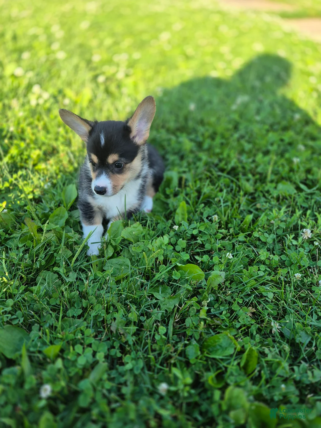 Welsh Corgi Pembroke dogs for sale: Nugget - Ad 4