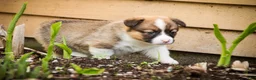 Welsh Corgi Pembroke dogs for sale: Georgia - Ad 8