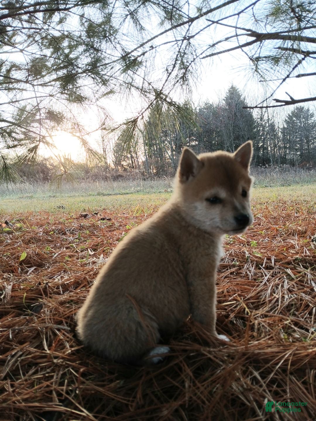 Shiba Inu dogs for sale: Tinsel - Ad 2