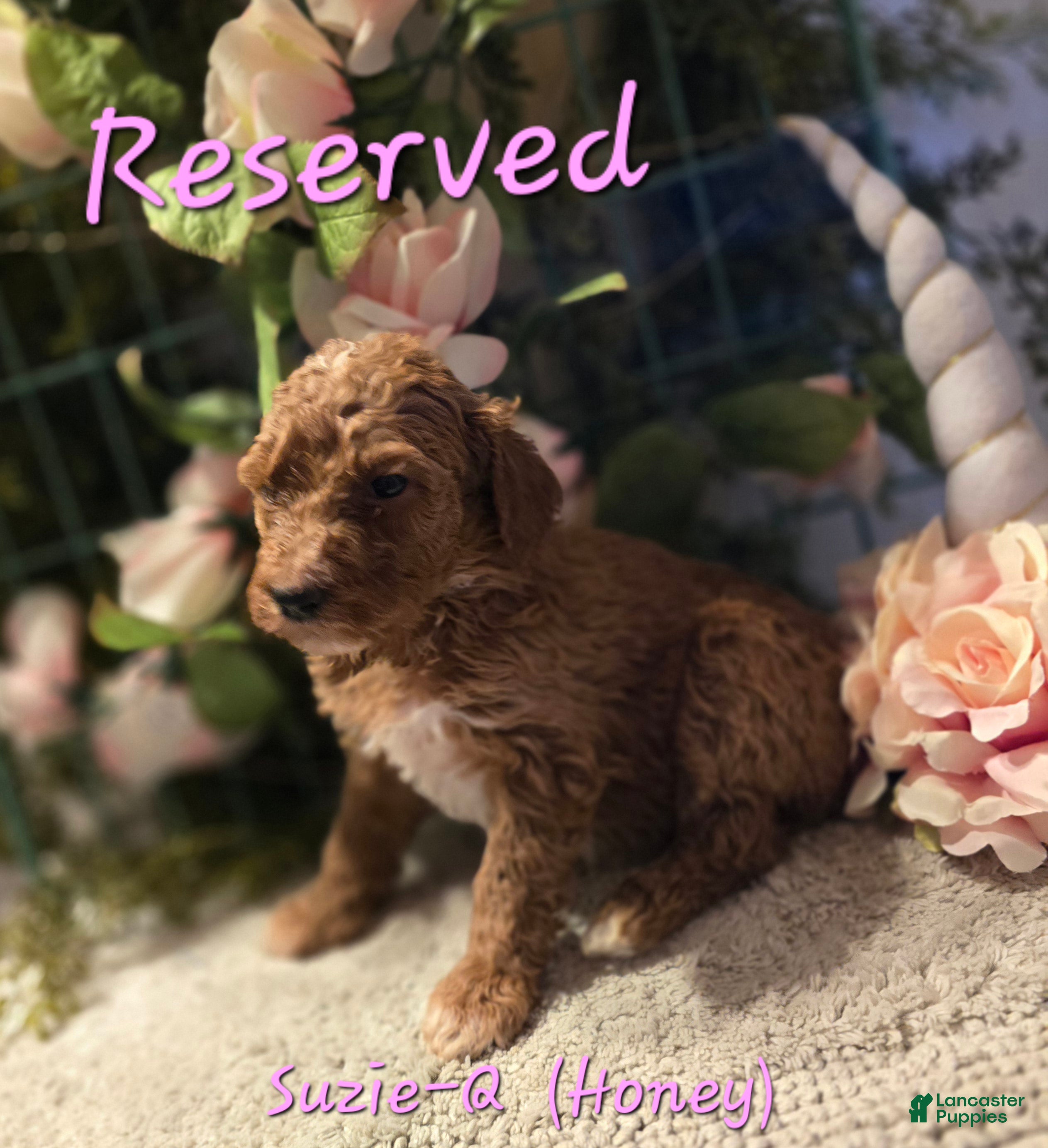 Goldendoodle dogs Goldendoodle Puppy 10 - Ad 19